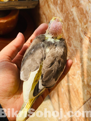 Cockatiel Baby